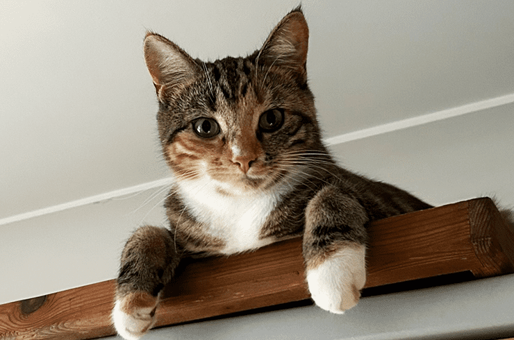 A tabby and white cat on a shelf looking down and at the camera